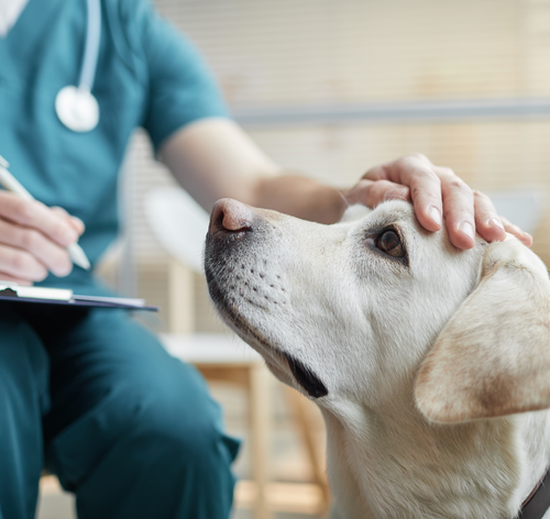 medico-veterinário consulta cachorro