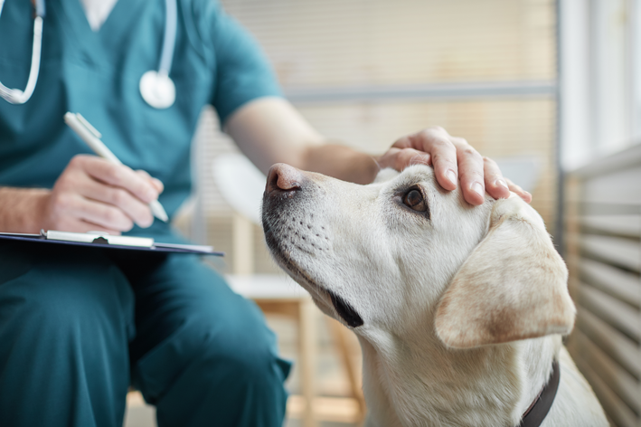 medico-veterinário consulta cachorro