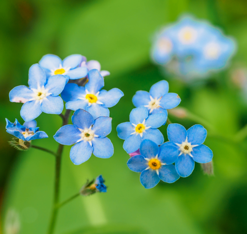 flor azul de miosotis