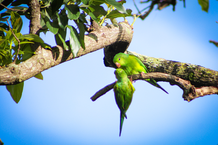 casal de periquito-rico