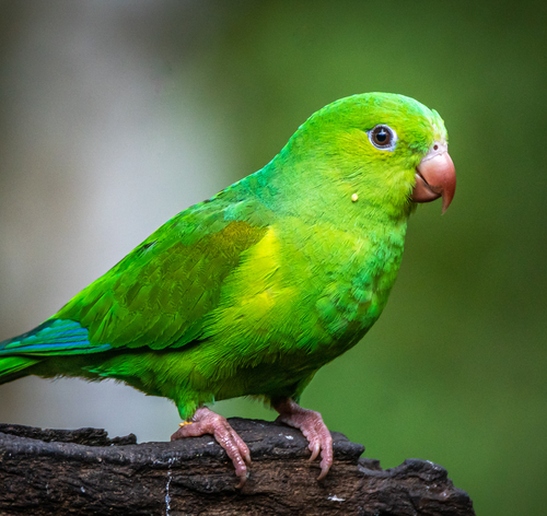 periquito verde da árvore