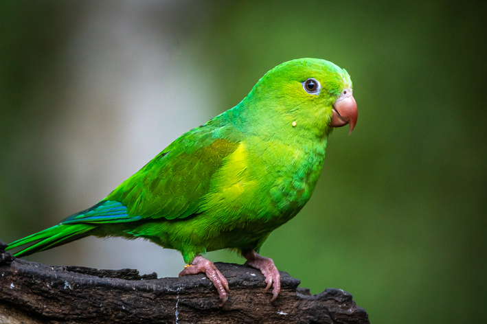 periquito verde da árvore