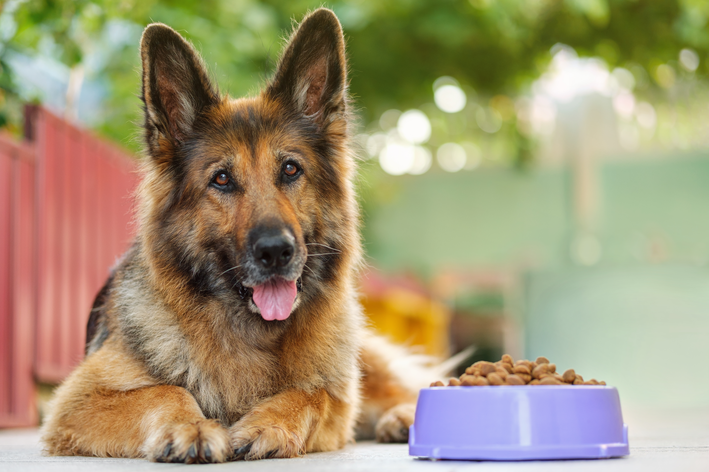 cachorro comendo ração origens boa