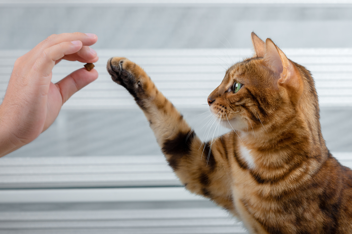 gato recebendo um grão de ração origens