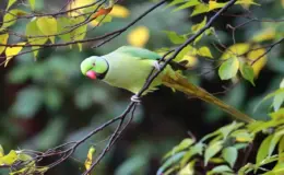 papagaio ring neck na floresta