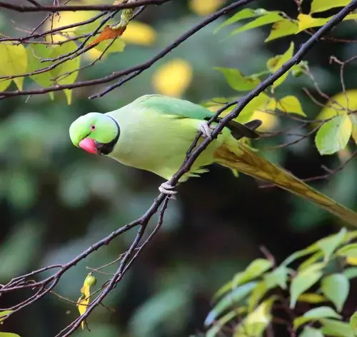 papagaio ring neck na floresta