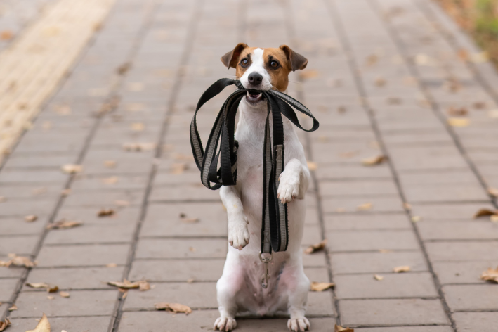 cachorro querendo atenção