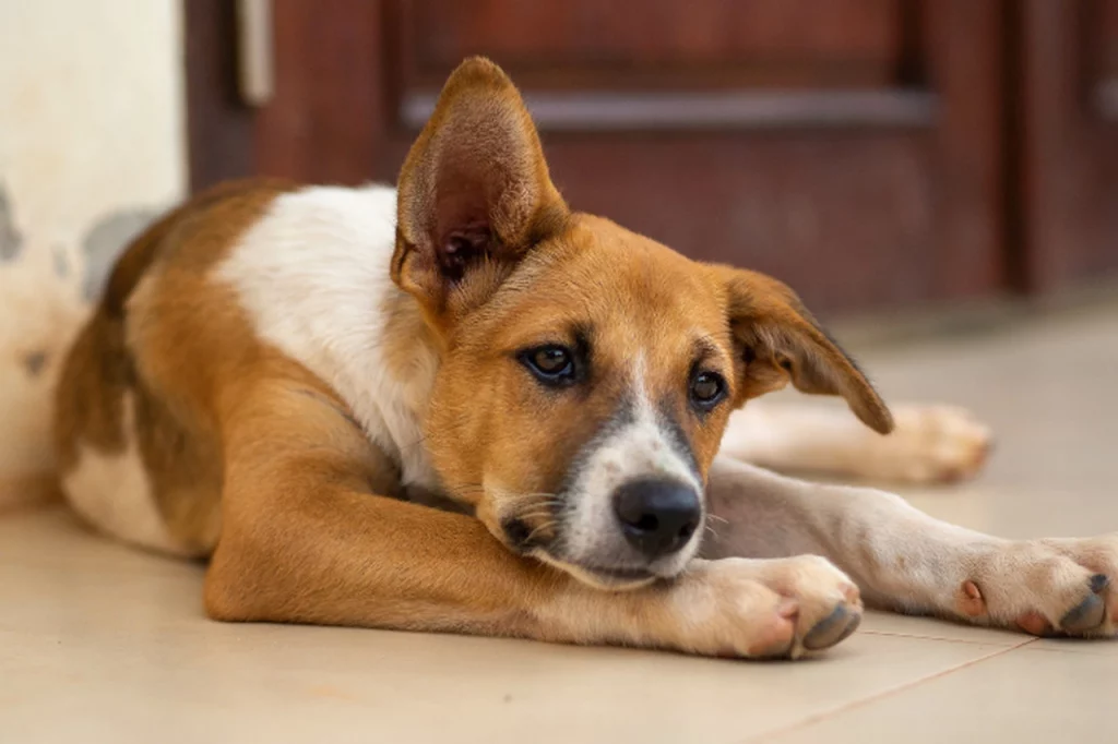 pode cortar o bigode do cachorro 