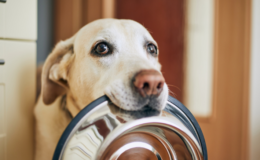 cachorro pode comer maionese