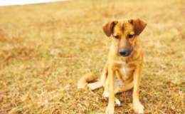 cachorro fica parado olhando pro nada