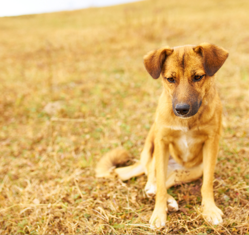 cachorro fica parado olhando pro nada