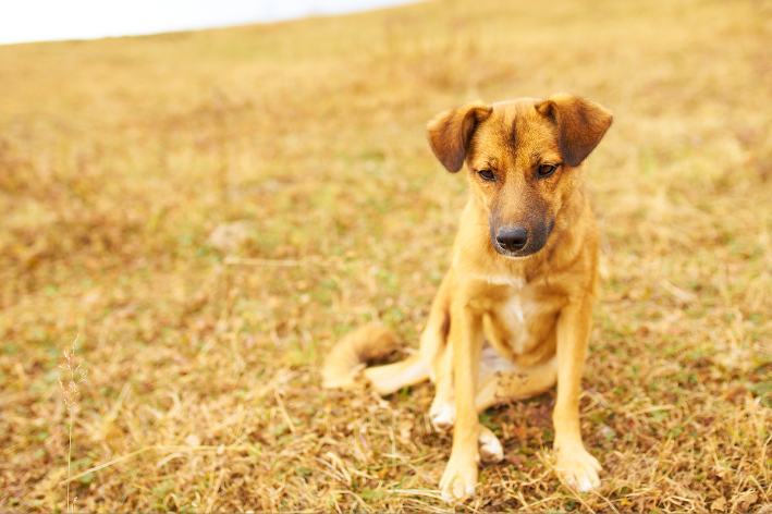 cachorro fica parado olhando pro nada