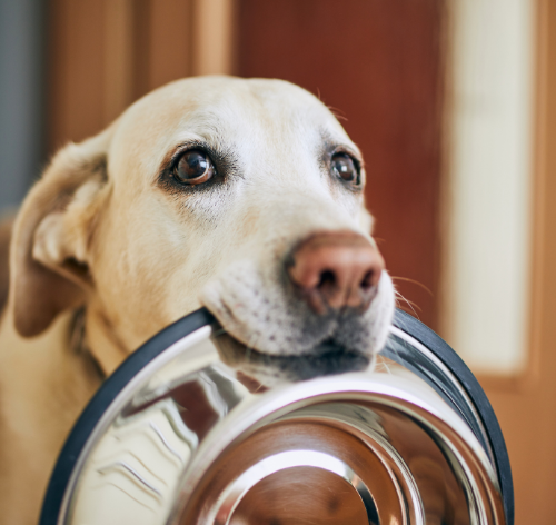 cachorro pode comer maionese