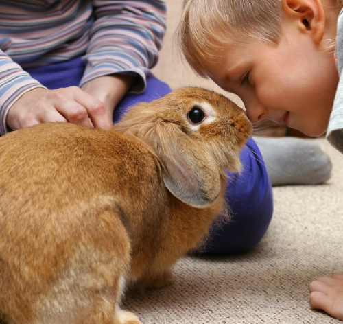 comportamento dos coelhos
