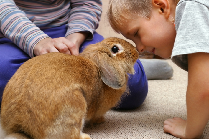 comportamento dos coelhos