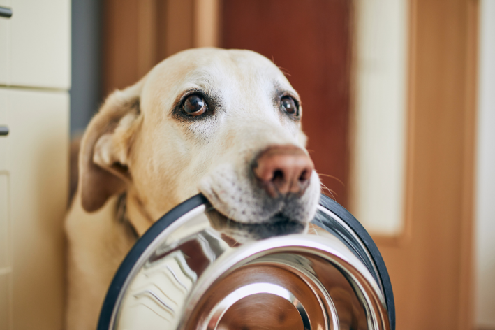 cachorro pode comer maionese