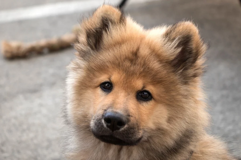 bigode de cachorro