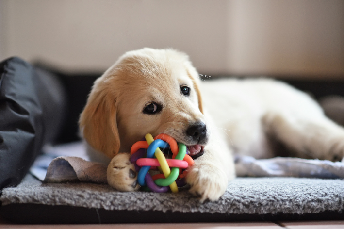 brinquedos proibidos para cachorro