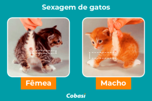 Como saber se o gato é macho ou fêmea? Aprenda nesse guia!