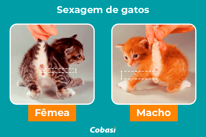 sexagem de gatos