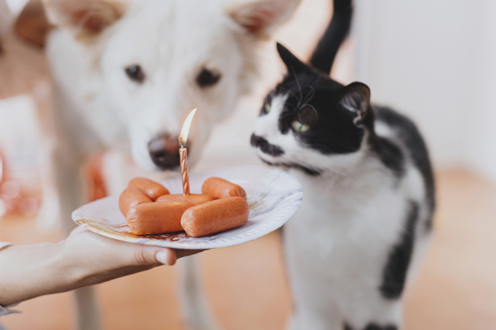 bolo para aniversário de gato