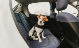 melhores destinos para viajar com pets