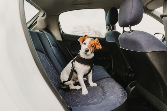 melhores destinos para viajar com pets