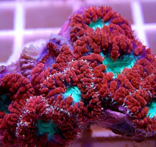 coral Blastomussa Wellsi