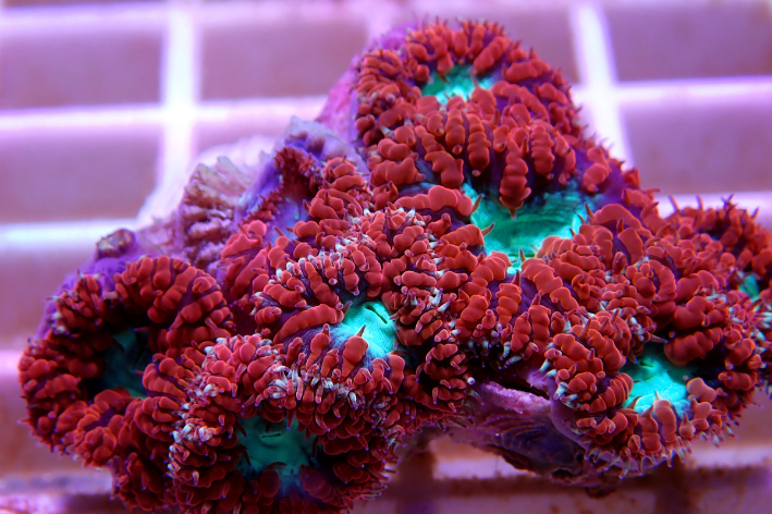 coral Blastomussa Wellsi