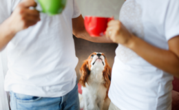 cachorro pode tomar chá de erva cidreira