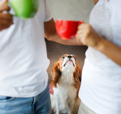 cachorro pode tomar chá de erva cidreira