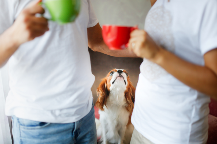 cachorro pode tomar chá de erva cidreira