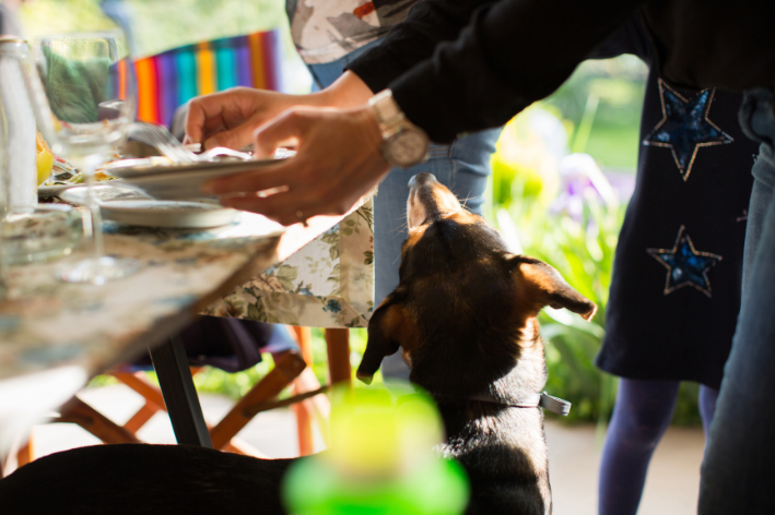 cachorro não pode comer maionese