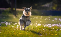 cachorros com bigode