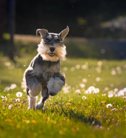 cachorros com bigode