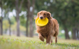 melhores brinquedos para cachorro