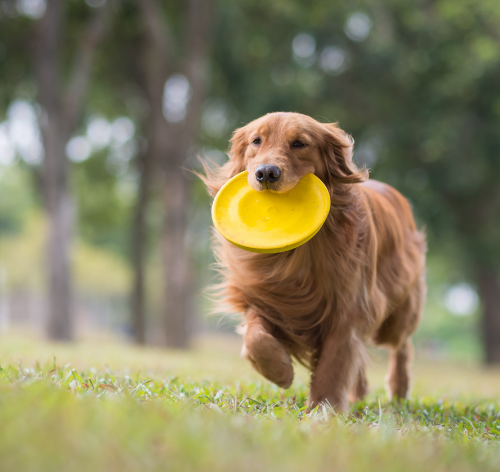 melhores brinquedos para cachorro