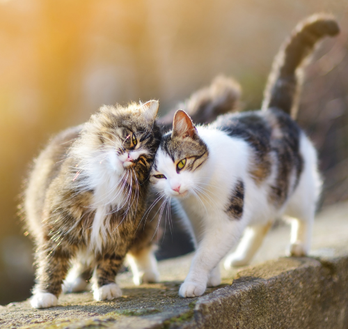 Como saber se o gato é macho e ou fêmea