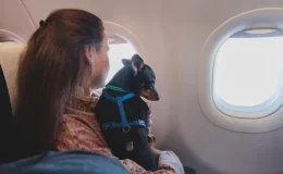 dicas para viajar com cachorro