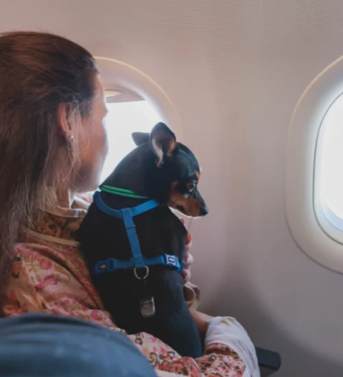 dicas para viajar com cachorro