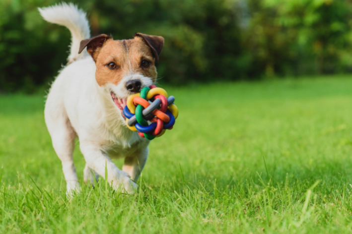 brinquedos proibidos para cães