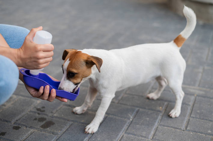 bebedouro para cães