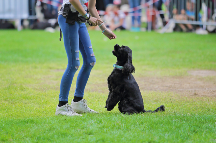 adestramento para cães