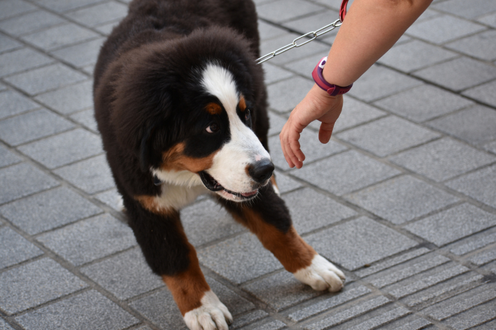 cachorro no carnaval