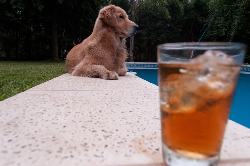 cachorro pode beber refrigerante