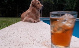 cachorro pode beber refrigerante