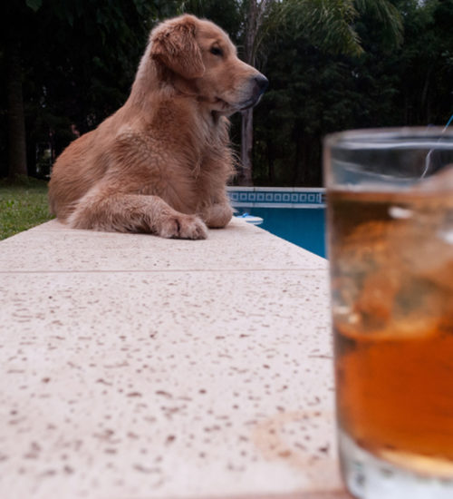 cachorro pode beber refrigerante