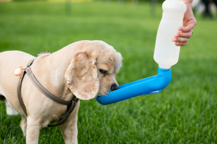 cachorro não pode tomar refrigerante