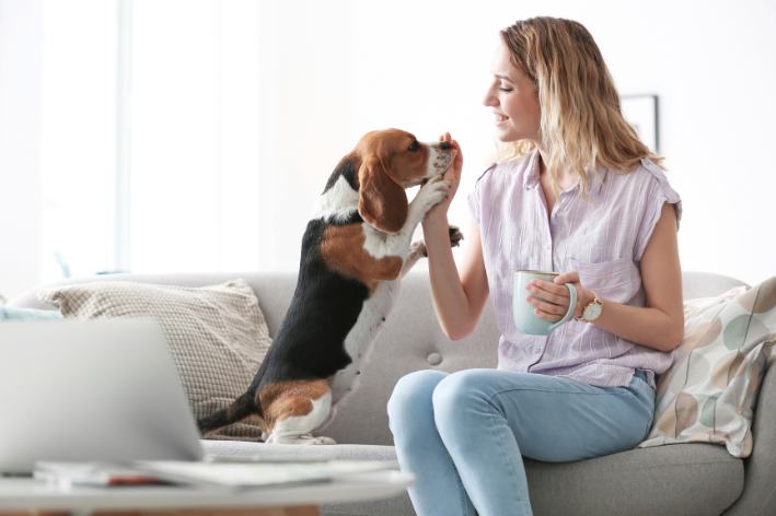 cachorro pode tomar chá de alecrim