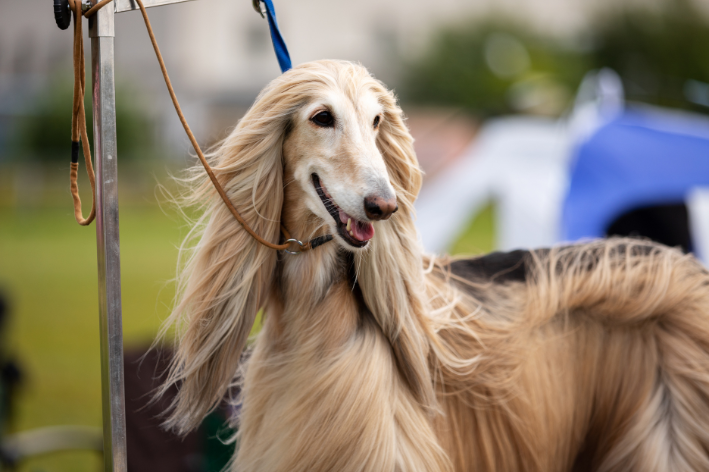 Afghan Hound